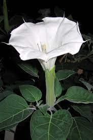 WoFLoo Dhatura Herbal Plant White Color Flower Live with Beautiful Pot & Secure Packing (B0B35SRP8M) Amazon Price History, Amazon Price Tracker