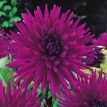 Dahlia 'Purple Gem' Purple Flowering Bulb