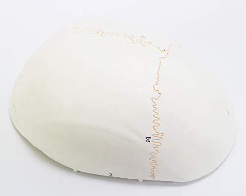 AUTENS Modelo de crânio humano para anatomia, 3 partes tamanho real numerado médico anatômico adulto