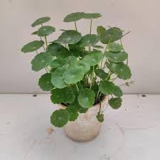 Image of Live Chinese Money Plant - Pennywort (Hydrocotyle) | Easy Care Indoor Houseplant For Bedroom Living Room, Office Desk | Feng Shui Lucky Plant for Wealth & Prosperity | Air Purifying | Healthy Plant