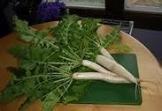 Soil Diver Radish 5 LB