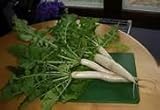 Soil Diver Radish 5 LB