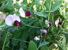 Austrian Winter Pea 5 Lb. #TOP4