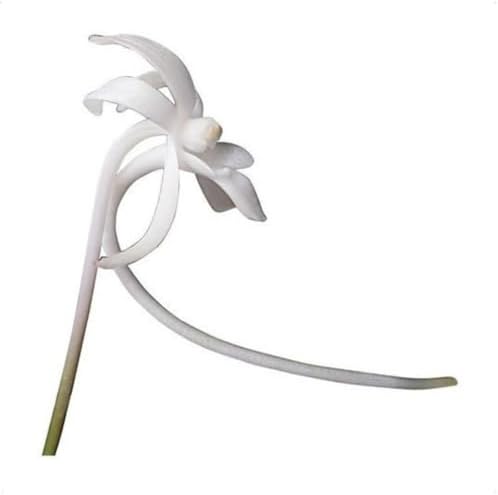 Orquídea Do Samurai Neofinetia Falcata Planta Adulta