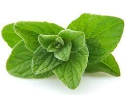 Oregano Herb Seeds (Pack of 1) by UGROW INDIA (B09RMT71DC) Amazon Price History, Amazon Price Tracker