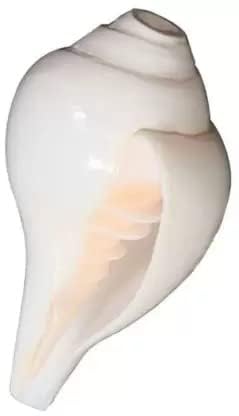 Blowing Shankh Big Baynavarti Vaamvarti | Natural Divine Conch Shell for Pooja, Vastu & Home Décor | Sacred Shankh for Positive Energy & Hindu Rituals Bajne Wala Sankha 6 Inch