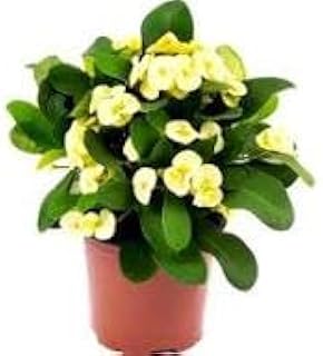Euphorbia Cactus or Crown of Thistle (Yellow)