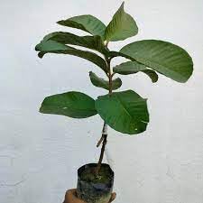 Image of Alltime Nagpur Seedless Sweet White Fleshed Guava plant,CF SG43