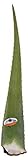 Aloe Vera Leaf
