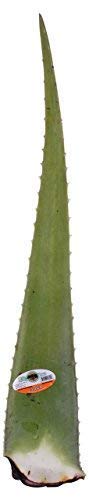 Aloe Vera Leaf