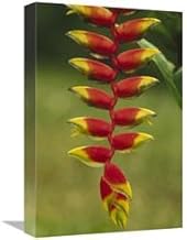 12 x 18 in. Hanging Heliconia Blooming in Rainforest, Peru to Belize Art Print - Gerry Ellis