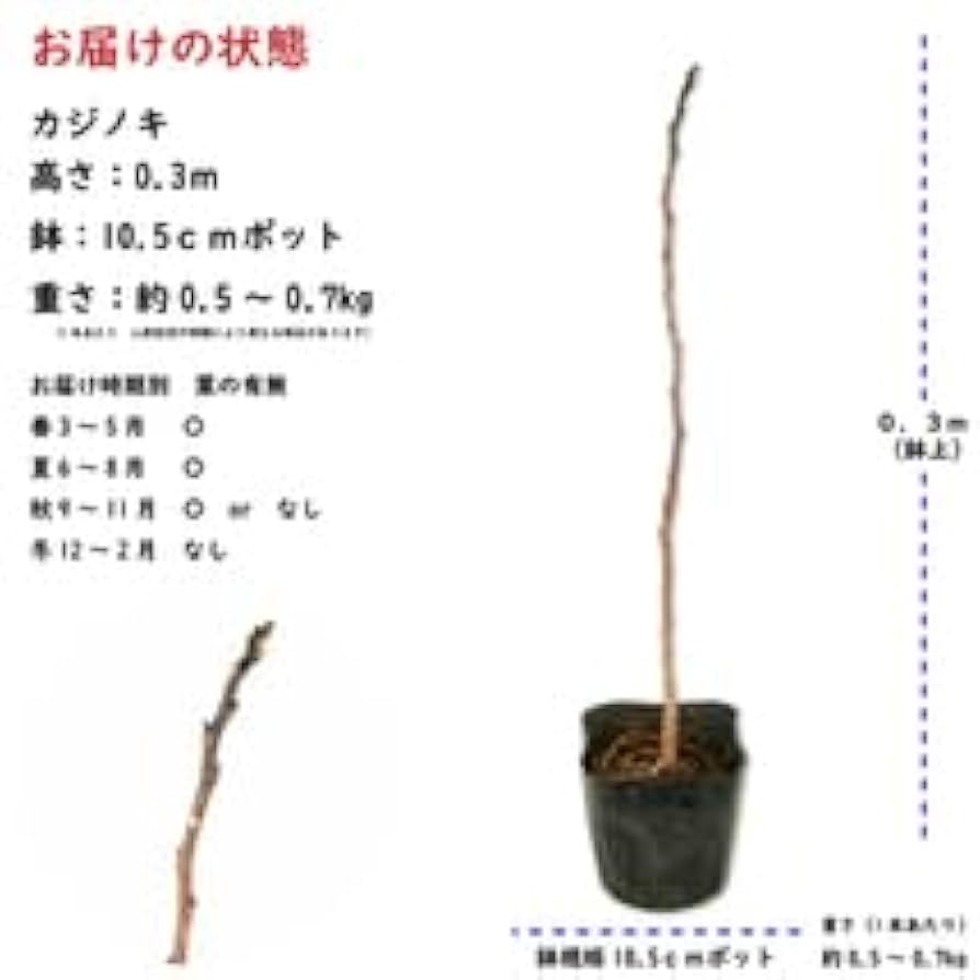 梶の木　苗 カジノキ（梶の木）苗木 30〜50cm前後 : キヨタキナーセリー