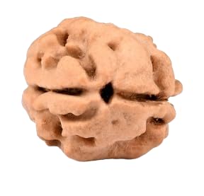TRINETRA GEMS STONE Genuine Two Face Rudraksha Beads From Nepal Natural 2 Mukhi Rudraksha Original Certified By Lab For Men And Women Making Pendant-image-18