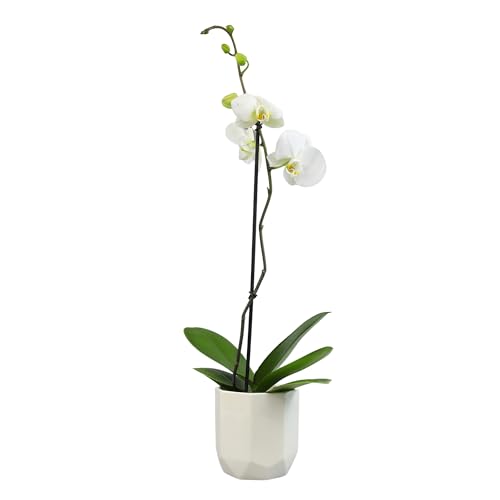 White Phalaenopsis Live Orchid Plant & White Orchid Pot, 20-24' Live Plant Gift, Fresh Orchids Plants Live House Plants, Live Plants Indoor Plants Live Houseplants Plant Lover Gift by Plants for Pets