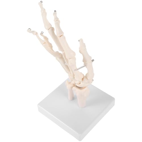 Mano articulada de PVC con base estable, ideal para prácticas de enseñanza médica
