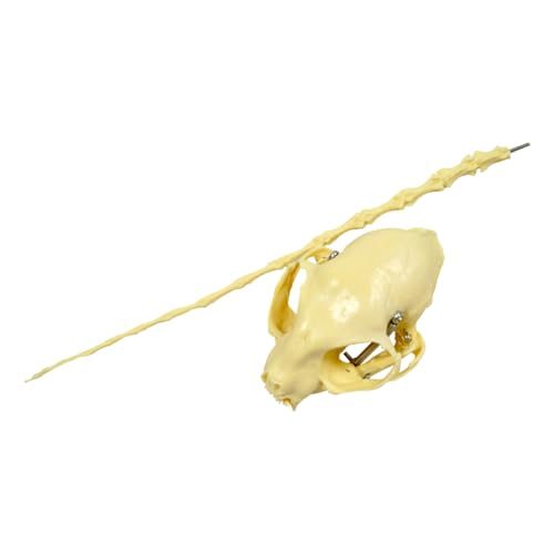 Intbuying S220312FBA Pvc Feline Skeleton Model 19.3 Inchx14.2 Inchx10 Inch Standard Size Medical Anatomical Cat Skeleton Model Display Lab Teach Veterinary Animals Animal Anatomical Model thumb #4