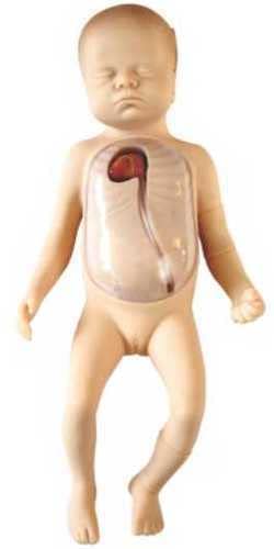 Kay Kay Industries Advanced Neonatal Peripheral & Central Vein Intubation Simulator – Newborn IV Injection Training Model for Medical & Nursing Skill Development