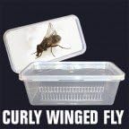 Curly Winged Flies