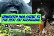 Yak, Yak, Yak - Interview with the makers of the Himalayan Dog Chews! Also the best cat scratcher in the world.