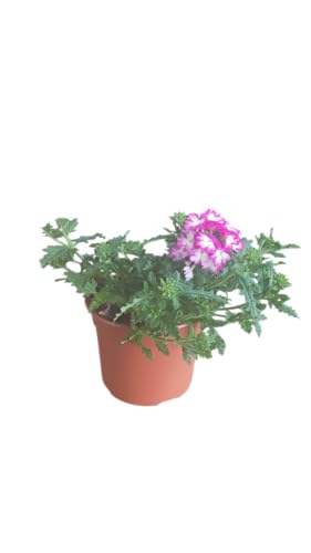 Verbena Tapizante Natural Planta con Flores para Bordes y Macetas Colgantes