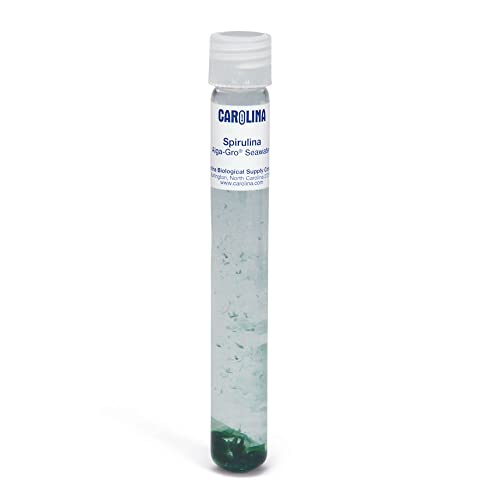 Carolina Spirulina Major, Living Blue-Green Algae Culture, Sufficient Material for 30 Students
