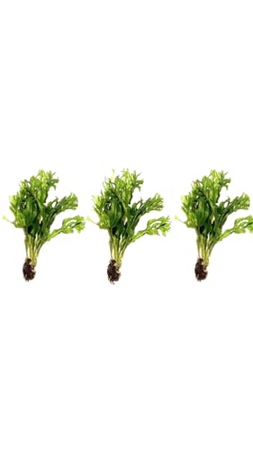 Marcus Fish Tanks 3X Java Fern Windelov Microsorum pteropus Lace Java Fern Live Aquarium Plant Planted Tank Beginner