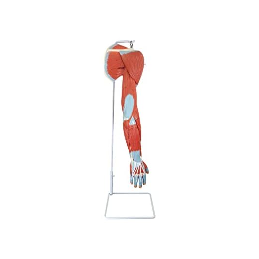 Life-Size Muscular Arm Anatomy Model