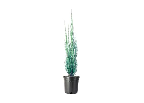 Skyrocket Juniper | 3 Live Gallon Size Trees | Juniperus Scopulorum | Drought Tolerant Cold Hardy Formal Upright Evergreen Plant