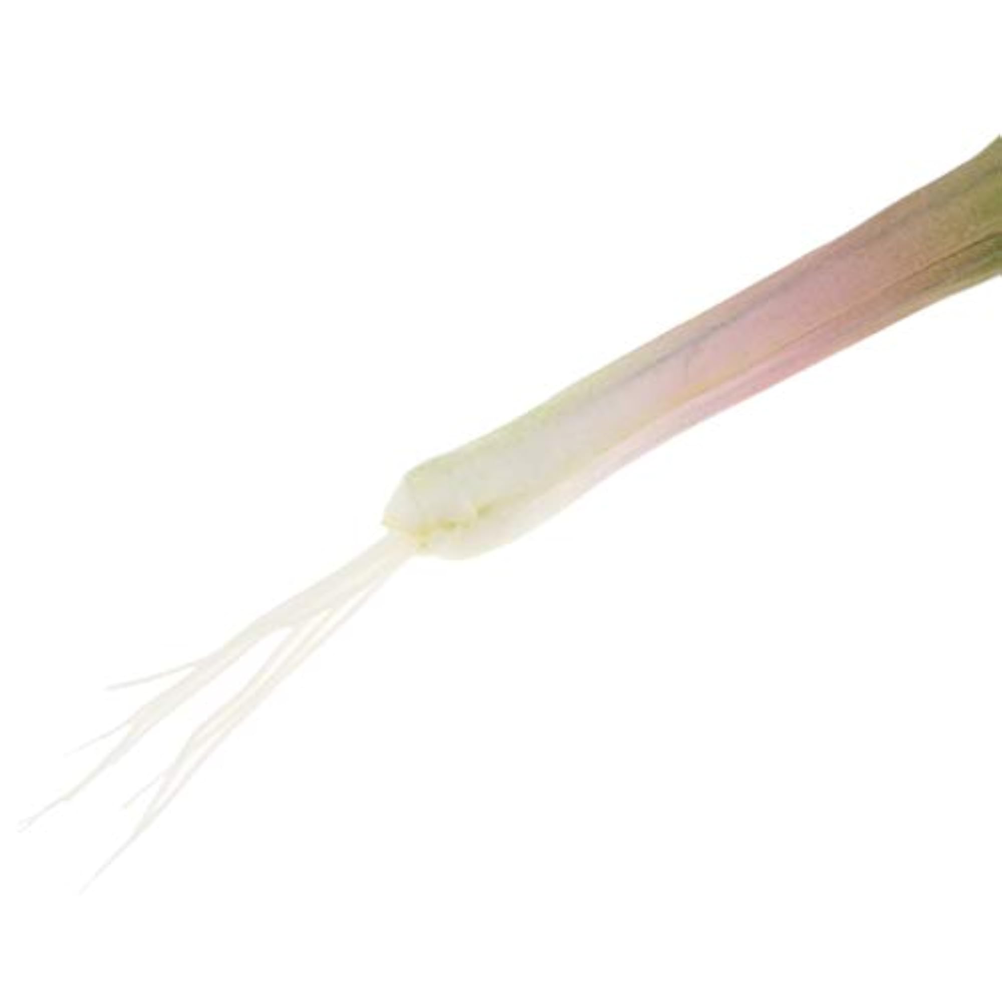 Artificial Vegetable Display Shallot for Kitchen Decor
