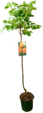 Garden Center Shop | Carlet M25 Red Apricot Tree | Natural Aprico...
