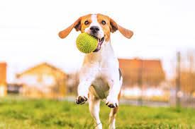 Image of Toys for Puppies & Small Dogs: Spike Squeaky Ball, Rope Ball, Cotton, Rubber, Bone, Chew Toy - Training Aid