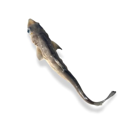 Image of Preserved Spiny Dogfish Shark (Squalus acanthias), 8-12 inch Authentic Formalin-Preserved Specimen for Dissection, Marine Biology Study, Anatomy Education, Science Classroom & Lab Learning