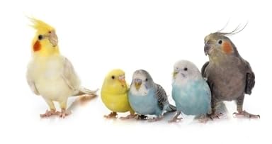 Futterkalk Claus Vogelgrit 500 g für Vögel als Einzelfuttermittel