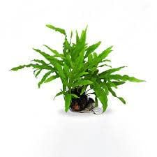 Maalavya Live Aquarium Aquatic Plant Java Fern Microsorum Pteropus on Lava Rock (B0D66XTH1L) Amazon Price History, Amazon Price Tracker