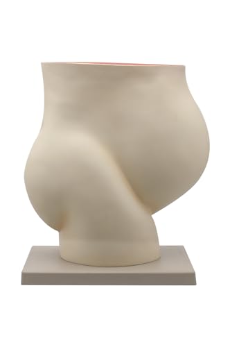 Image of Eisco Labs Human Pregnancy Pelvis Model with Removable Fetus - Hand Painted