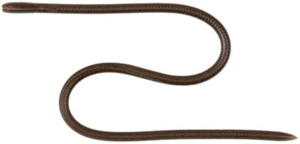 Amazon | 【全12色】イマカツ スキニーイールクローラー エラストマー Amazon | 【全12色】イマカツ スキニーイールクローラー エラストマー