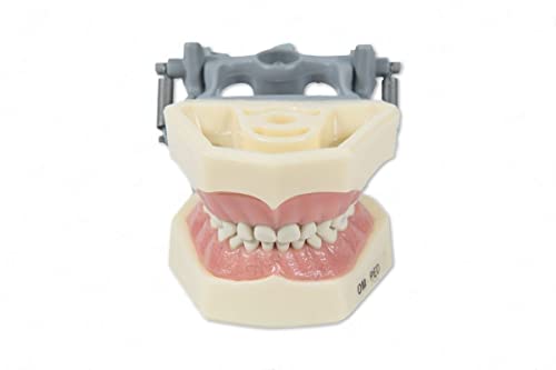 Dental Educational Pediatric Model with Removable Teeth