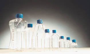 Flask, Tissue Culture (200/cs)