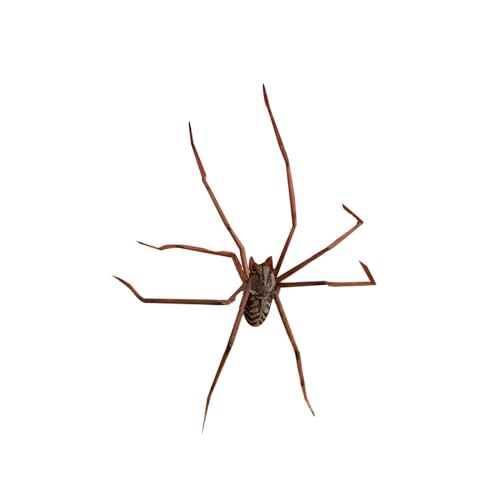 Giant Spider Earring, Halloween Realistic Spider Earrings Scary Spiders Earrings for Women, Gothic Spider Earring for Halloween Decorations Cosplay Party Supplies Hip Hop Jewelry Accessories