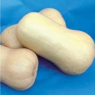 Squash Winter Waltham Butternut 250 Seeds