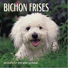 Cal 99 Bichon Frises