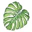 Swiss Cheese Plant Potting Mix
