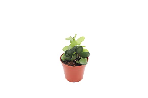 Silver Dollar Vine