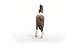 SCHLEICH 13978 Mangalarga Marchador Hengst, ab 5 Jahren, Horse Club - Spielfigur, 4 x 18 x 11 cm