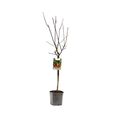 Prunus domestica Victoria | oranje pruim | Ø 24 cm - Image 4