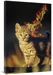 24 x 36 in. Bobcat Kitten Standing on Log, North America Art Print - Tim Fitzharris