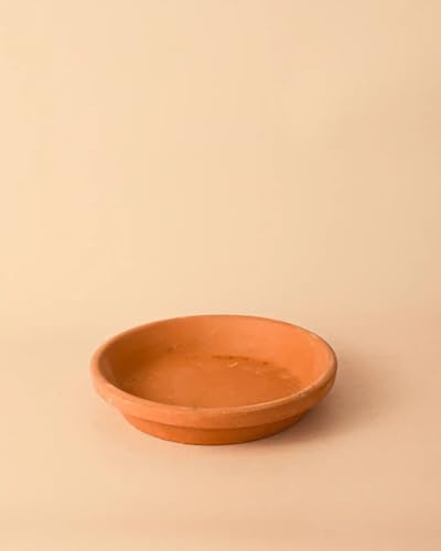 Pur Plant Plato de Maceta Terracota 18cm | Interior y Exterior
