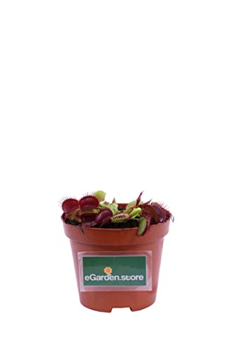 Pianta Carnivora Pianta Carnivora Mangia Insetti pianta da interno pianta ornamentale Carnivora Pianta Carnivora vera venduta da eGarden.store (Dionaea Muscipula)