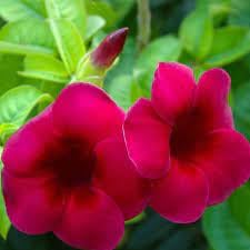 Pack Of-1 Red Allamanda Flower Live Plant (Original Variety In Origin India) Healthy Plant With- Pepper Bag (B0D2VS66H1) Amazon Price History, Amazon Price Tracker
