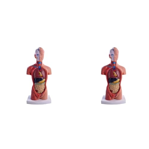Modèle d'anatomie d'organe interne humain avec 15 pièces amovibles de torse